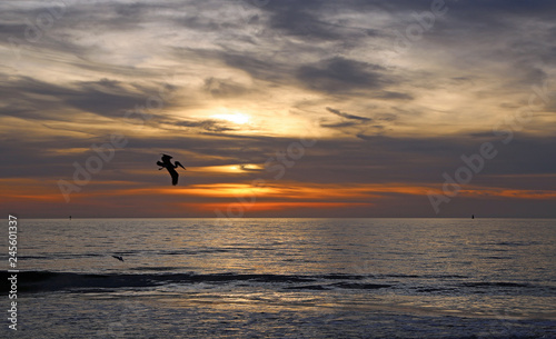 Silhouette of pelican on sunset sky, Florida