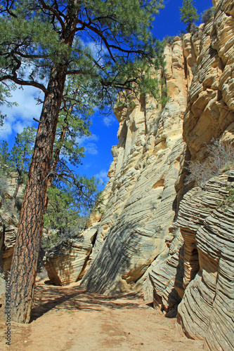 Ponderosa pine in Lick Wash - Utah