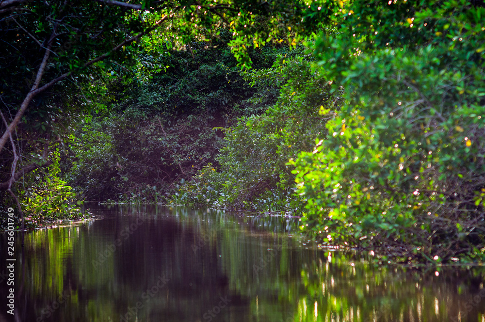 Fototapeta premium Mangle Reflection