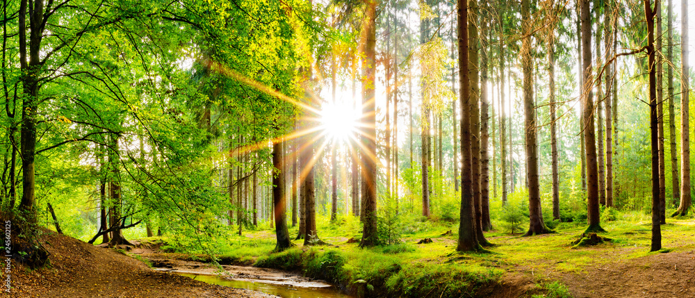 Naklejka premium Piękna lasowa panorama na wiosnę z jaskrawym słońcem błyszczy przez drzew