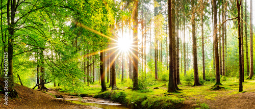 Fototapeta Naklejka Na Ścianę i Meble -  Beautiful forest panorama in spring with bright sun shining through the trees