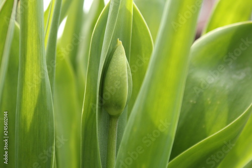 a tulip flower in the bud macro in the garden in spring