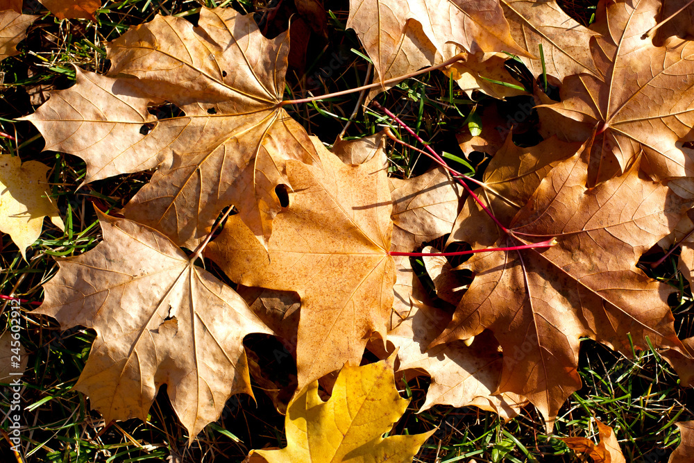Multicolor maple leaves autumn background. Natural background Multicolor maple leaves autumn background. Natural background