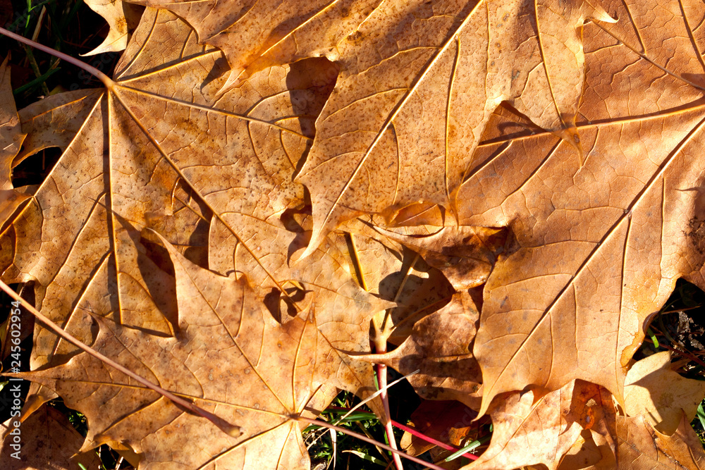 Multicolor maple leaves autumn background. Natural background Multicolor maple leaves autumn background. Natural background