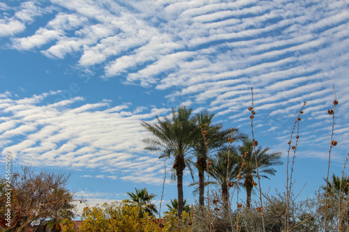 Scottsdale Palm Trees in blue sky