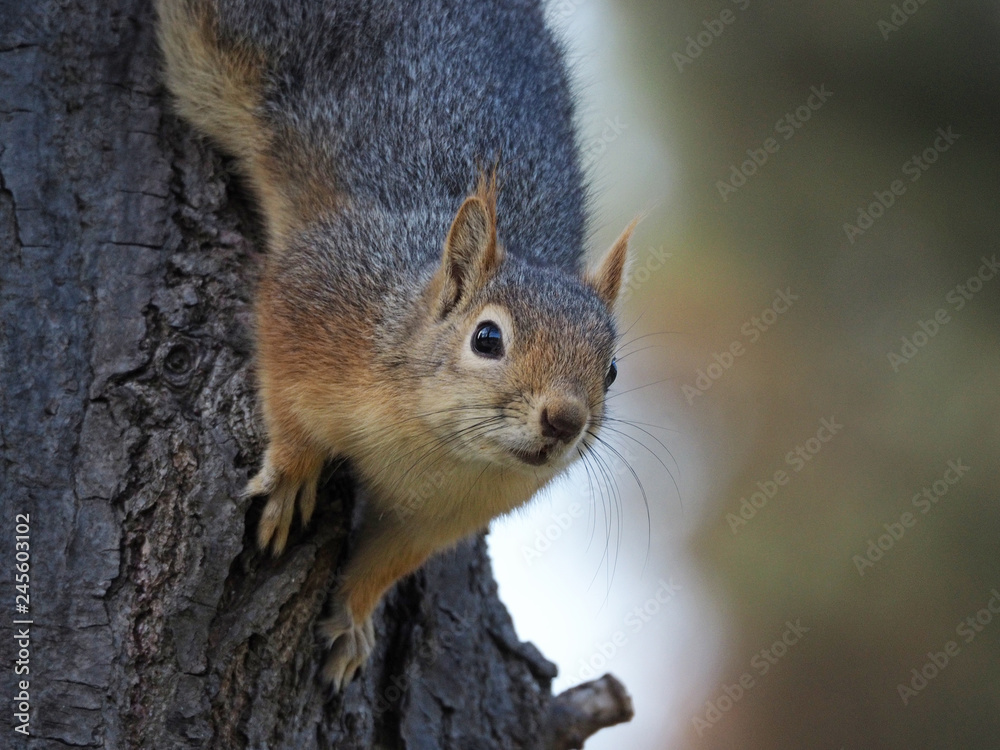 Obraz premium OLYMPUS DIGITAL CAMERA