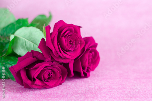 bright pink roses on a pink background (horizontally, space for text, copy space, close up)