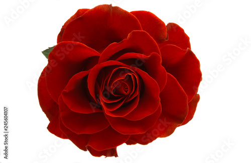 Fototapeta Naklejka Na Ścianę i Meble -  red rose isolated