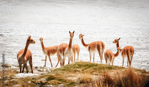 Group of vicunas (Vicugna vicugna) in the Salar de Surire, Isluga Volcano National Park located more than 4500 meters, in the region of Arica and Parinacota, Chile photo