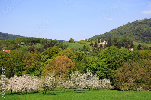 Apfelblüte, Blüte im öffentlichen Obstgut Baden-Baden Lichtental, mit Blick auf den Hausberg Merkur