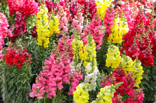 Fototapeta Naklejka Na Ścianę i Meble -  Variety of beautiful Antirrhinum majus or Snapdragon flowers red, white, pink and yellow colors in the garden.