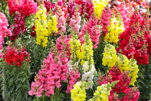 Variety of beautiful Antirrhinum majus or Snapdragon flowers red, white, pink and yellow colors in the garden. photo