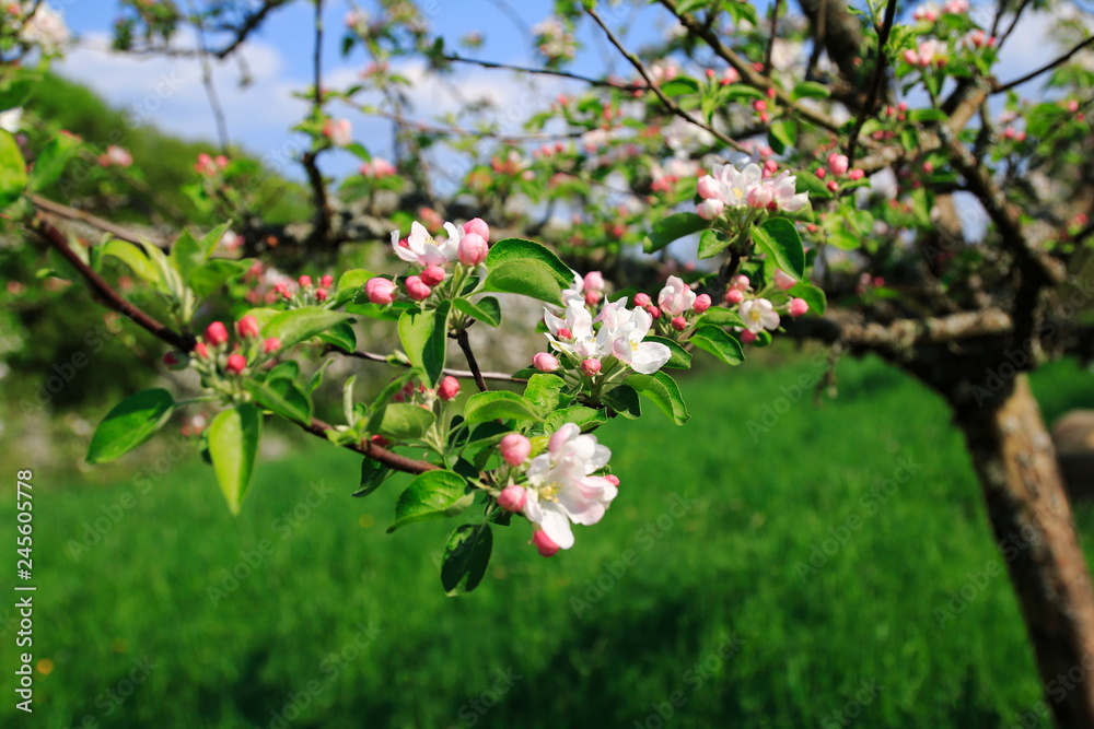 Apfelblüte, Blüte am Apfelbaum im öffentlichen Obstgut Baden-Baden Lichtental Apfelblüte, Blüte am Apfelbaum im öffentlichen Obstgut Baden-Baden Lichtental
