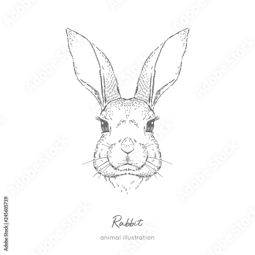Symmetrical Vector portrait illustration of rabbit farm animal Hand drawn ink realistic sketching isolated on white. Perfect for agriculture farm logo branding design.