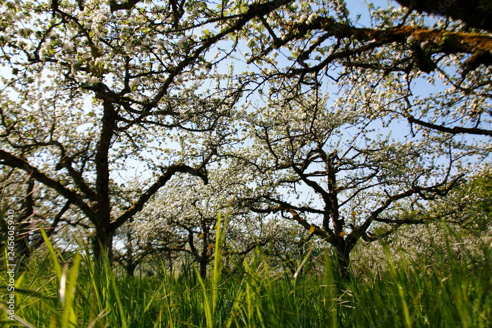Apfelblüte, Blüte am Apfelbaum im öffentlichen Obstgut Baden-Baden Lichtental Apfelblüte, Blüte am Apfelbaum im öffentlichen Obstgut Baden-Baden Lichtental