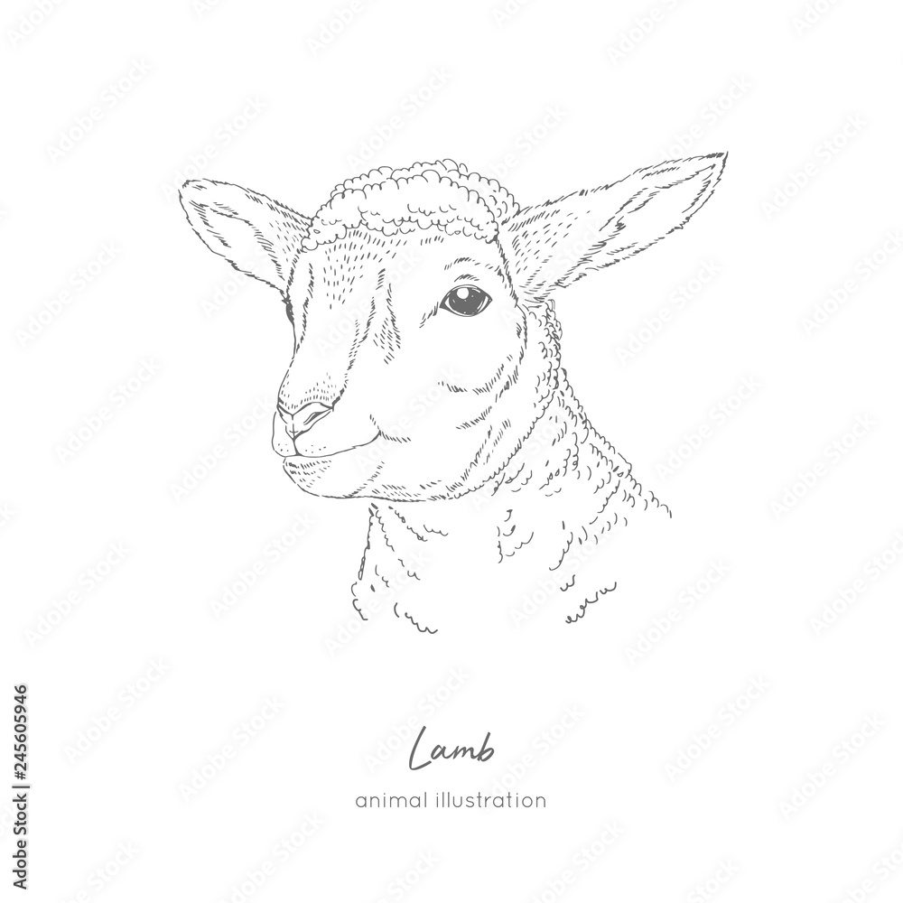 Lamb sketch hand-drawn black-and-white portrait Vector Image