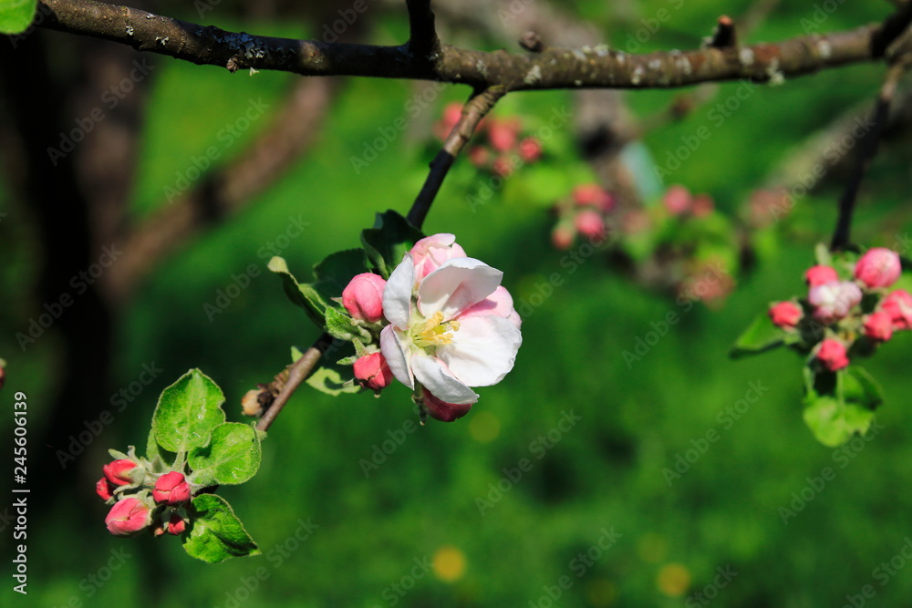 Apfelblüte, Blüte am Apfelbaum im öffentlichen Obstgut Baden-Baden Lichtental Apfelblüte, Blüte am Apfelbaum im öffentlichen Obstgut Baden-Baden Lichtental