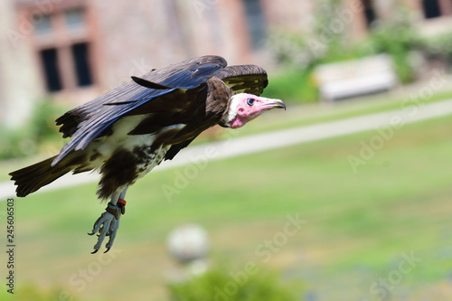 Close up of a hooded vulture (necrosyrtes monachus) in flight photo