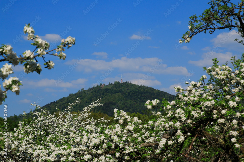 Apfelblüte, Blüte im öffentlichen Obstgut Baden-Baden Lichtental, mit Blick auf den Hausberg Merkur Apfelblüte, Blüte im öffentlichen Obstgut Baden-Baden Lichtental, mit Blick auf den Hausberg Merkur