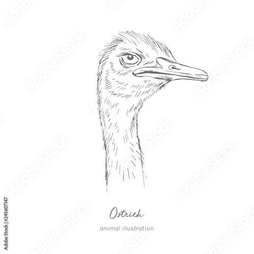 Side view Vector portrait illustration of ostrich bird. Hand drawn ink realistic sketching isolated on white. Perfect for agriculture farm logo branding design.
