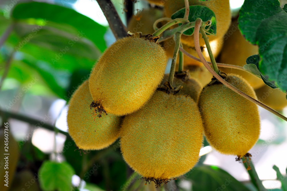 ripe fruits of kiwi plant organic cultivation ripe fruits of kiwi plant organic cultivation