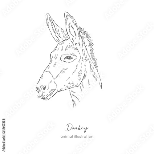 Side view Vector portrait illustration of donkey farm animal Hand drawn ink realistic sketching isolated on white. Perfect for agriculture farm logo branding design.