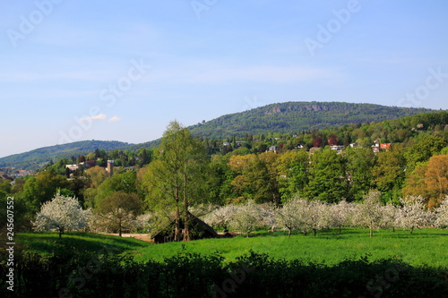 Apfelblüte, Blüte  im öffentlichen Obstgut Baden-Baden Lichtental, mit Blick auf die Battert Felsen photo