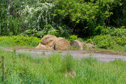Hay bales in a meadow photo