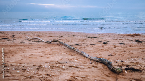 a tree lying on the shore of a sandy beach