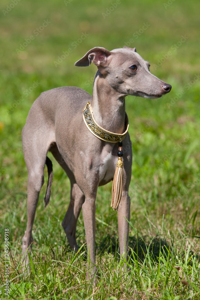 Portrait of nice Italian Greyhound Portrait of nice Italian Greyhound