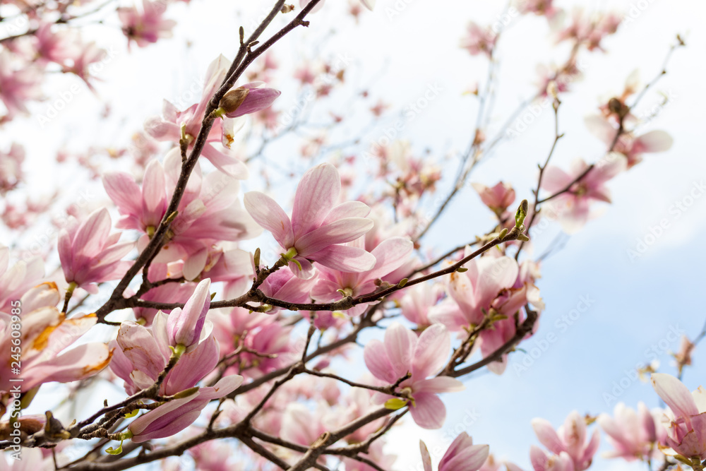 Closeup of magnolia tree blossom with blurred background and warm sunshine