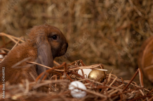 Rabbit breeds of RAM in the barn sits a wicker basket