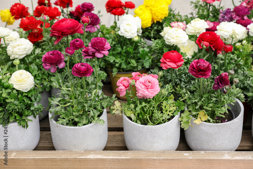 Colorful persian buttercup flowers or Ranunculus asiaticus potted for sale in the garden shop.