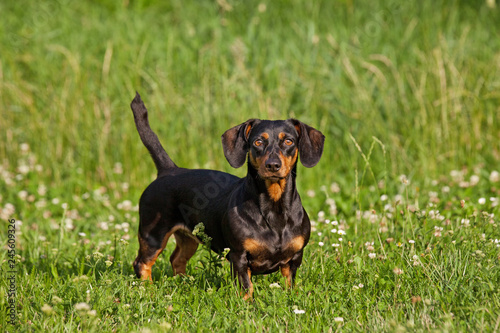 Portrait of black and tan dachshund dog in the park