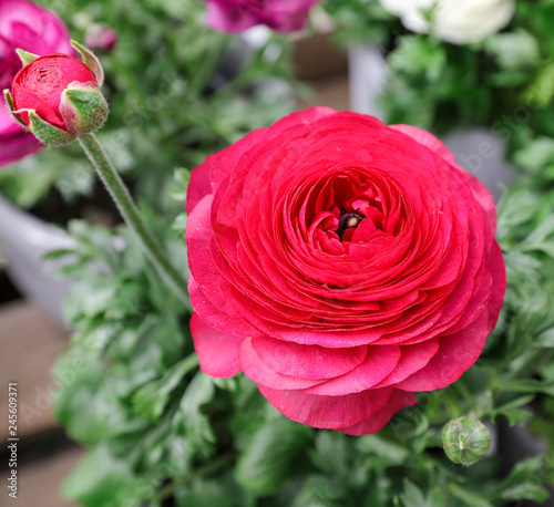 Fototapeta Naklejka Na Ścianę i Meble -  Pink persian buttercup flower or Ranunculus asiaticus, close-up.