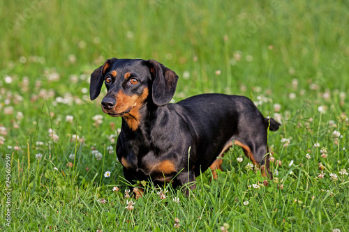 Portrait of black and tan dachshund dog