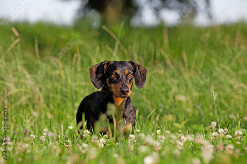 Fototapeta Naklejka Na Ścianę i Meble -  Portrait of black and tan dachshund dog