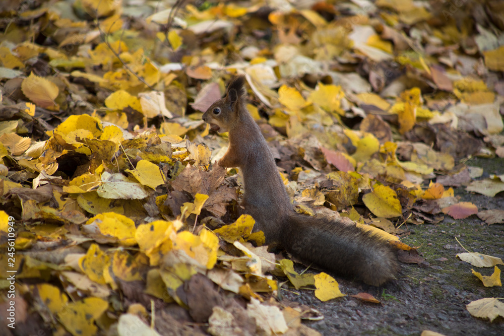 squirrel in the autumn in the park squirrel in the autumn in the park