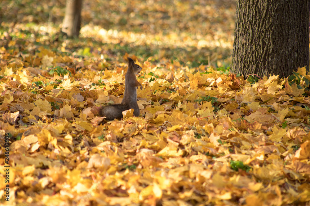 autumn in the park autumn in the park