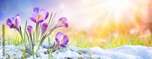 Springtime - Crocus Flower Growth In The Snow With Sunbeam