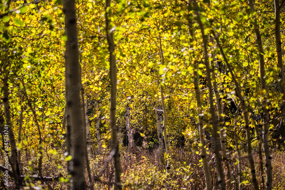 Obraz premium Quakies -3 by Skip Weeks