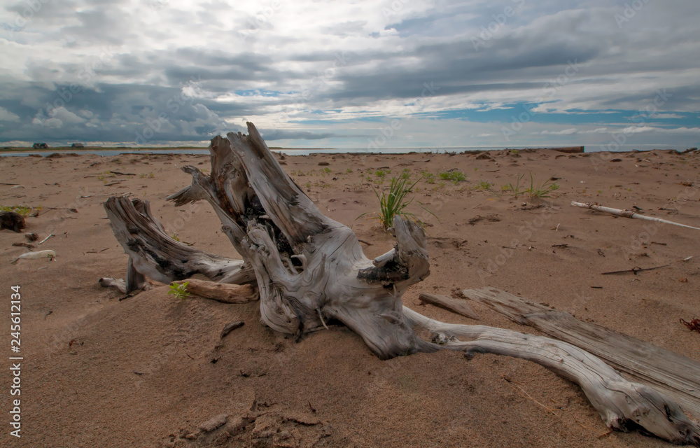 the tree stump on the shore of the White sea in the Murmansk region, Russia, polar day