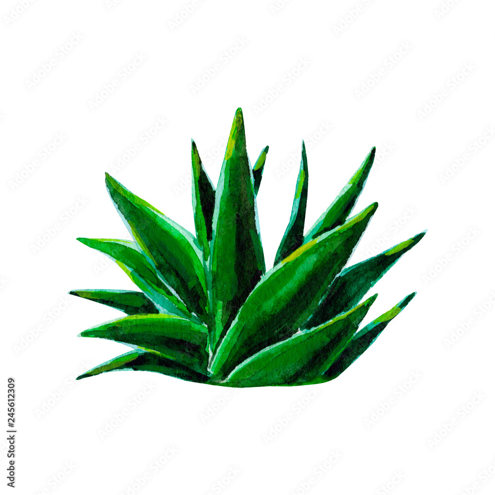 Fototapeta premium Exotic green aloe. Tropic plant. Watercolor hand drawn botanical illustration. Clipart design for stickers, postcard, invitation, cover, print, poster, pattern, decor, wrapping, fabric, stationery.