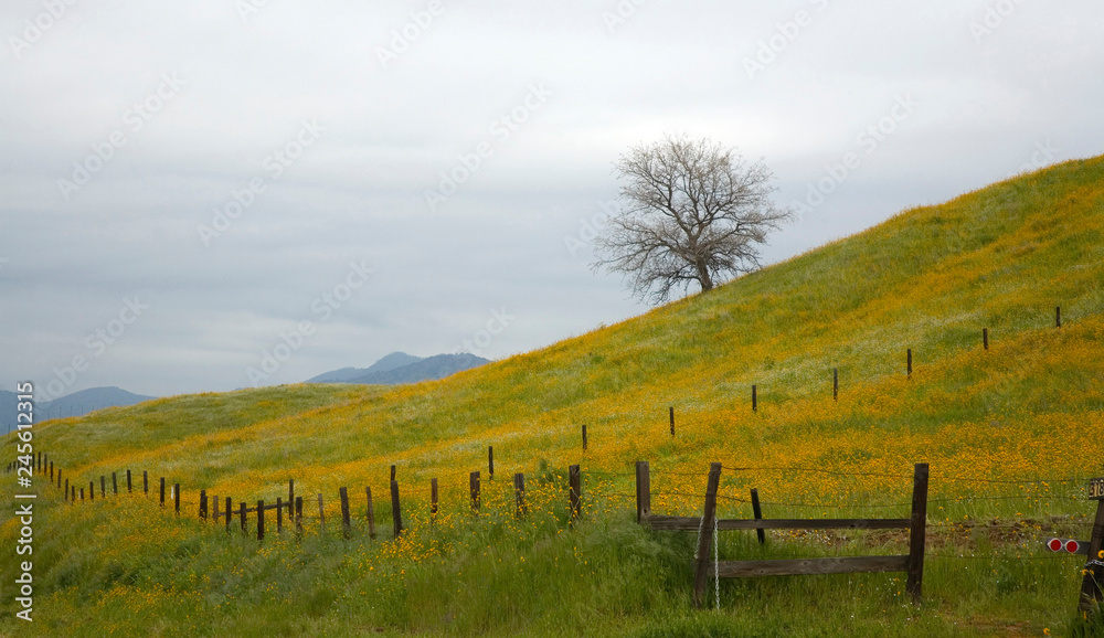 LONE TREE IN A PASTURE