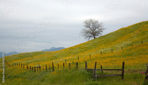 LONE TREE IN A PASTURE