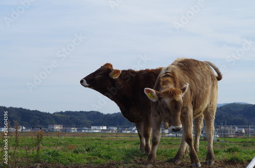牧場の牛 © sonoya