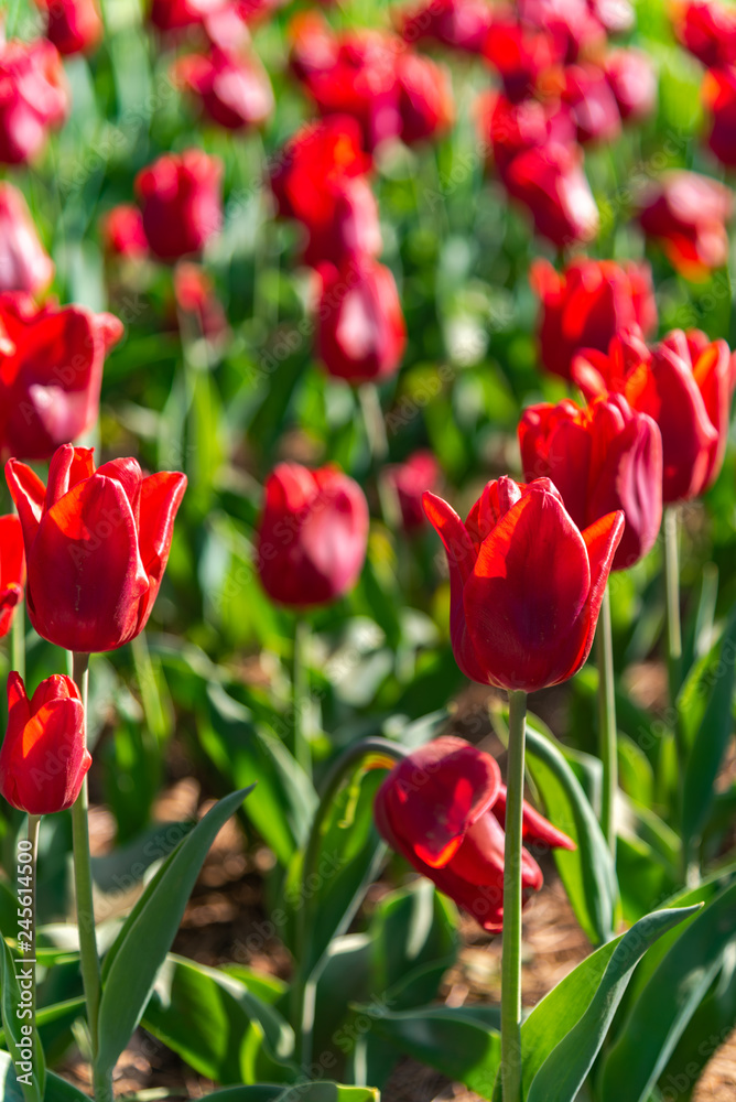 Red Triumph Tulip Capri. Colorful Tulip flower fields. Red Triumph Tulip Capri. Colorful Tulip flower fields.