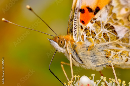 Closeup   beautiful butterfly sitting on flower © blackdiamond67