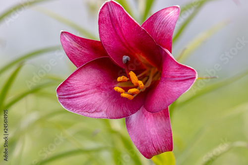 Fototapeta Naklejka Na Ścianę i Meble -  Purple Lily in the garden, close-up. One Lily flower purple. Blurred background. Copy space. Suitable for catalog. Place for text