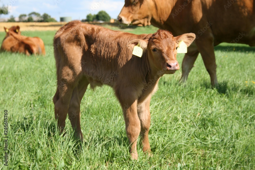 Neugieriges Kalb auf einer Wiese, Mutterkuhhaltung Neugieriges Kalb auf einer Wiese, Mutterkuhhaltung